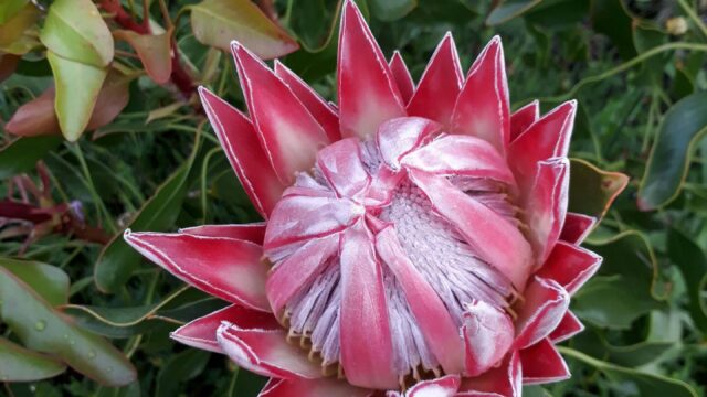 55f7ed08-f582-474f-9df2-a7d757bf28d5